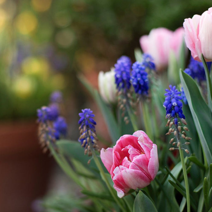 Spring Blooms