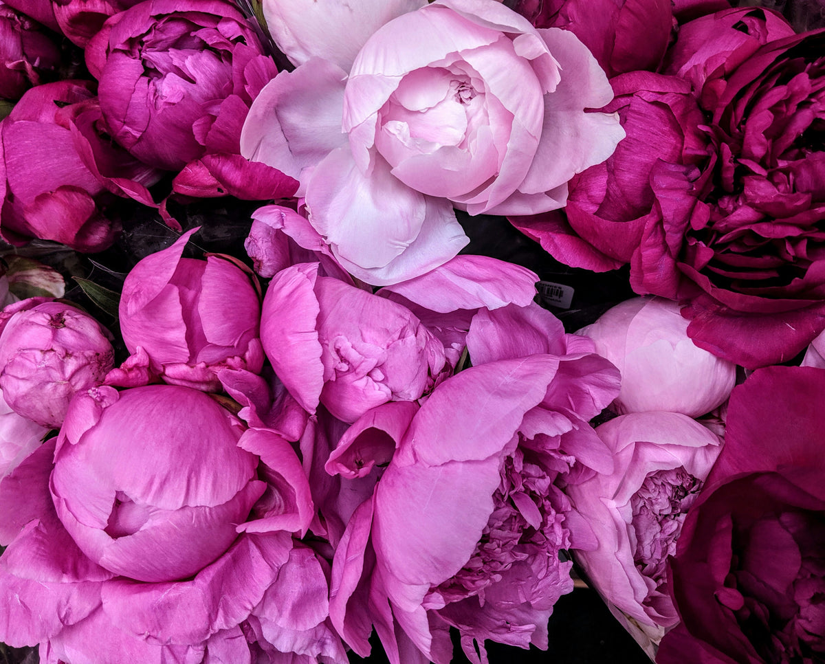 Perfect Peonies — Hadeco.co.za