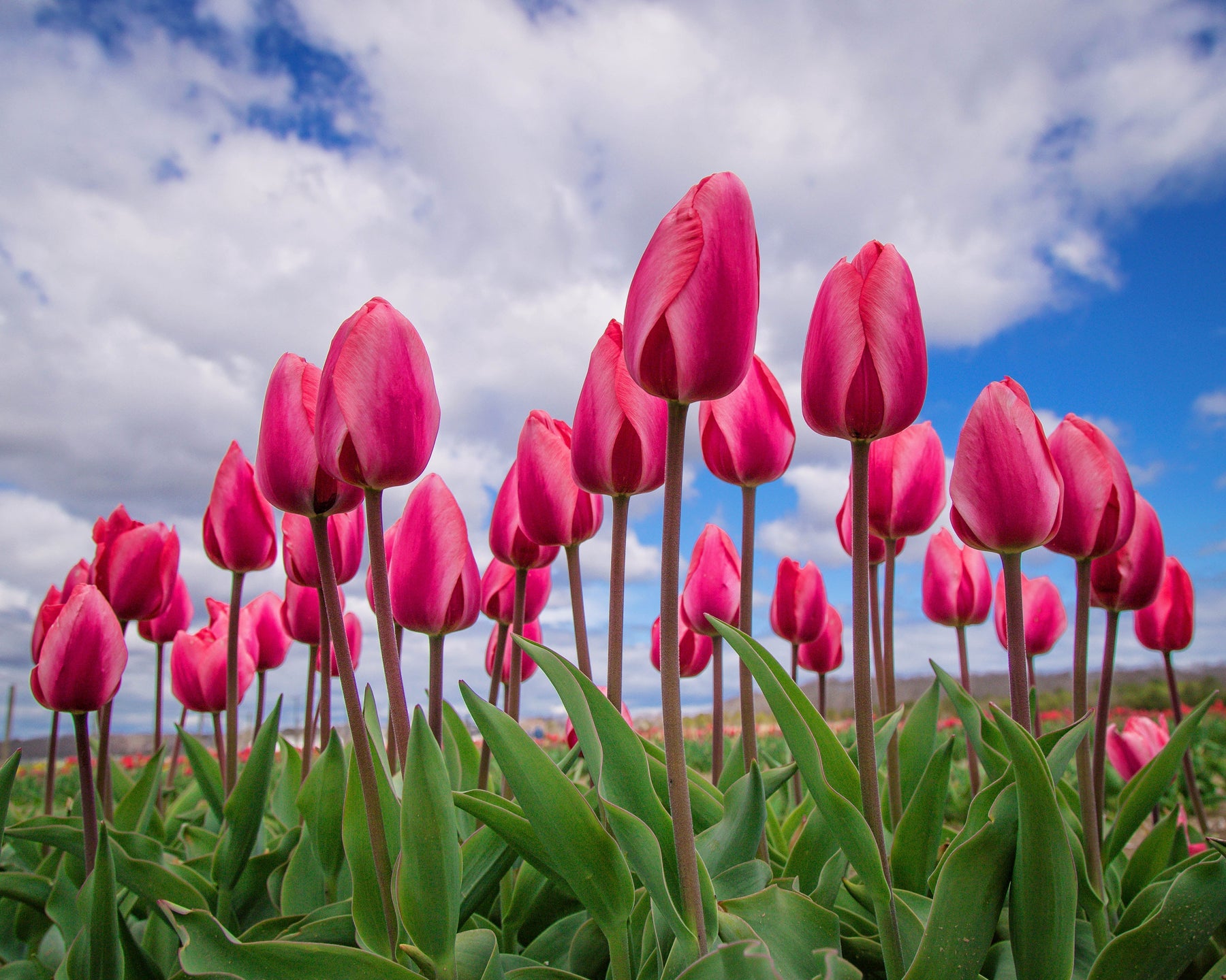 How to plant and care for cold-treated tulips