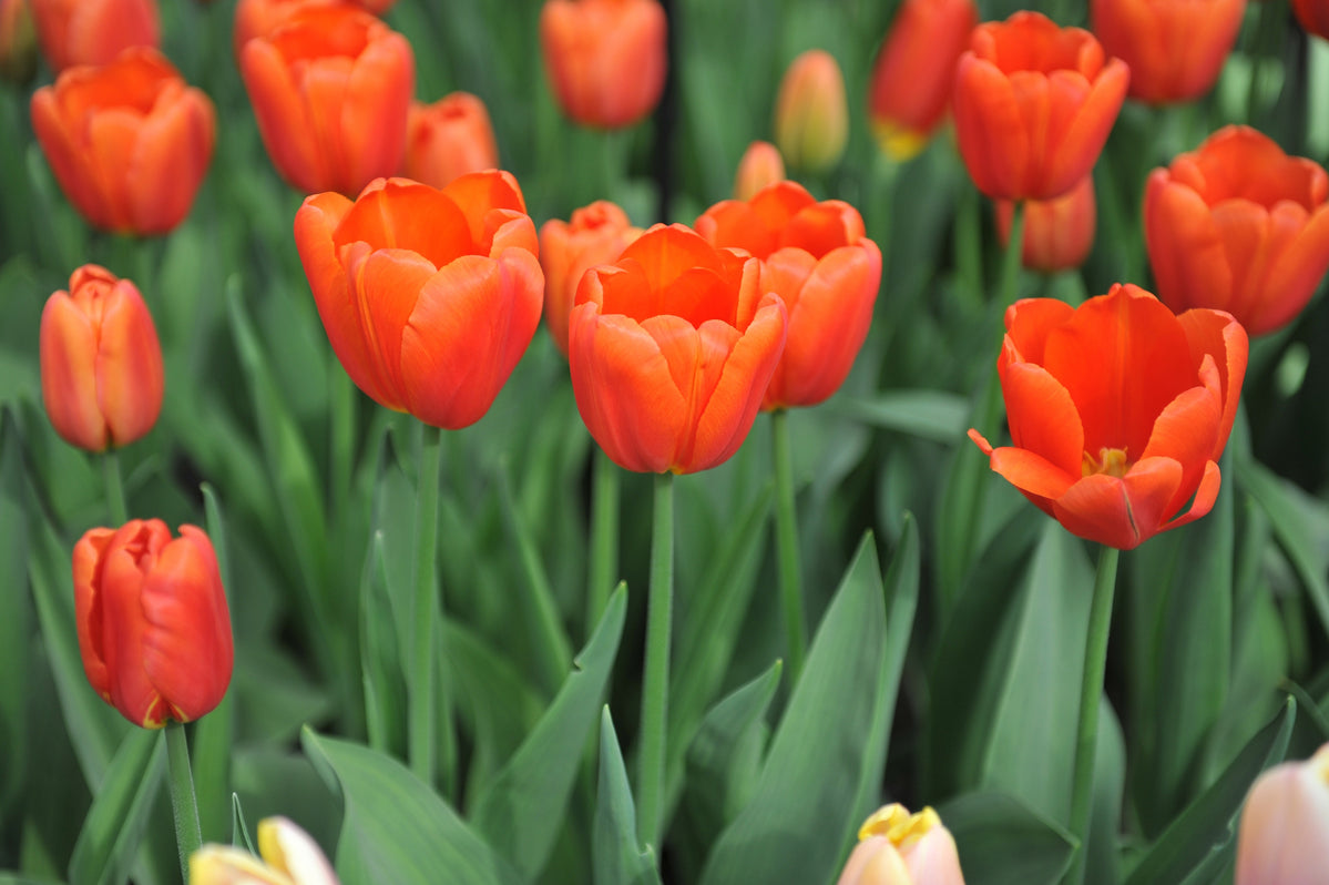 Grow cold-treated tulips in five easy steps — Hadeco.co.za