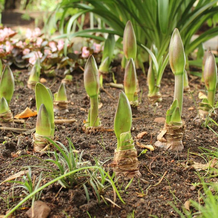 amaryllis bulbs sprouting and in bud