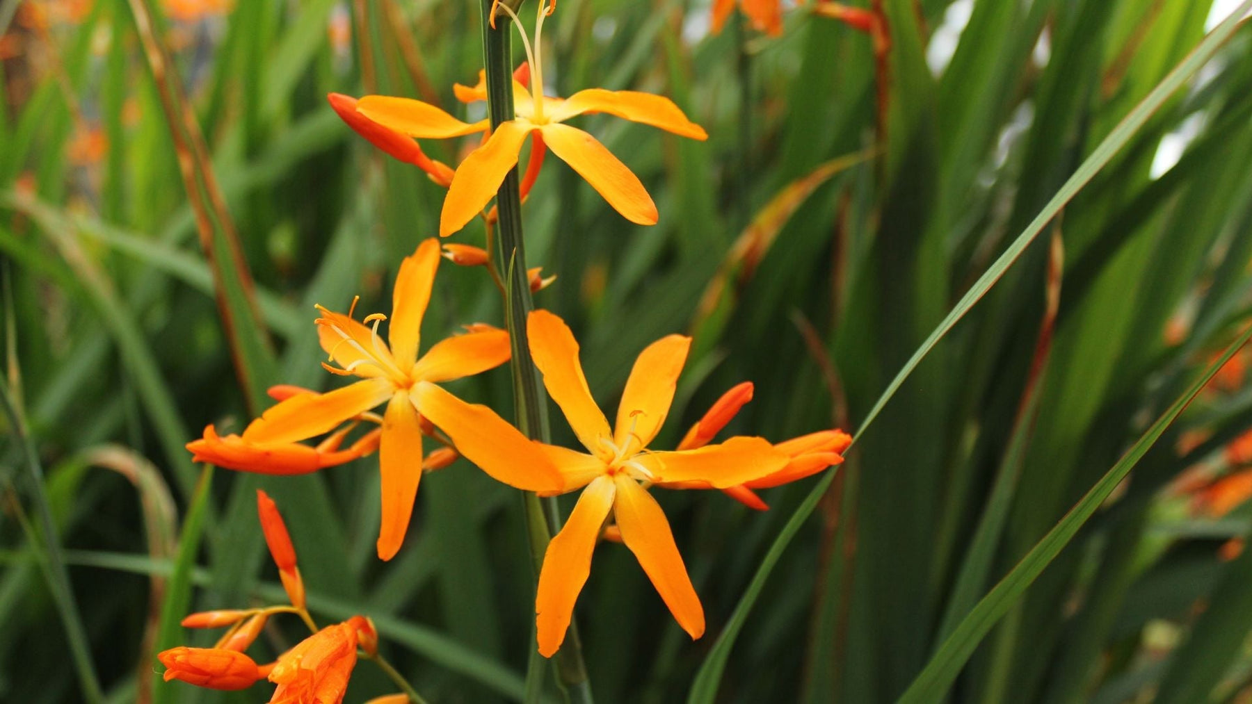 Crocosmia summer bulbs