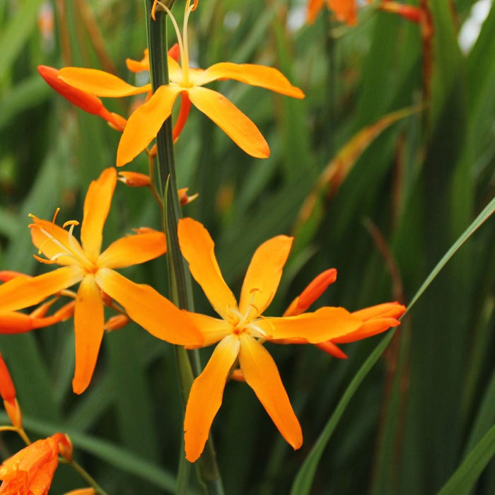 Crocosmia summer bulbs