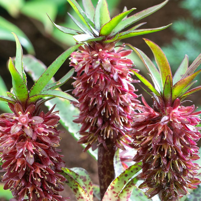 Eucomis bulbs