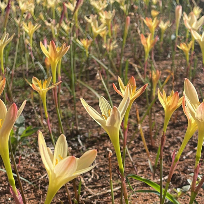 Zephyranthes (rain lily)