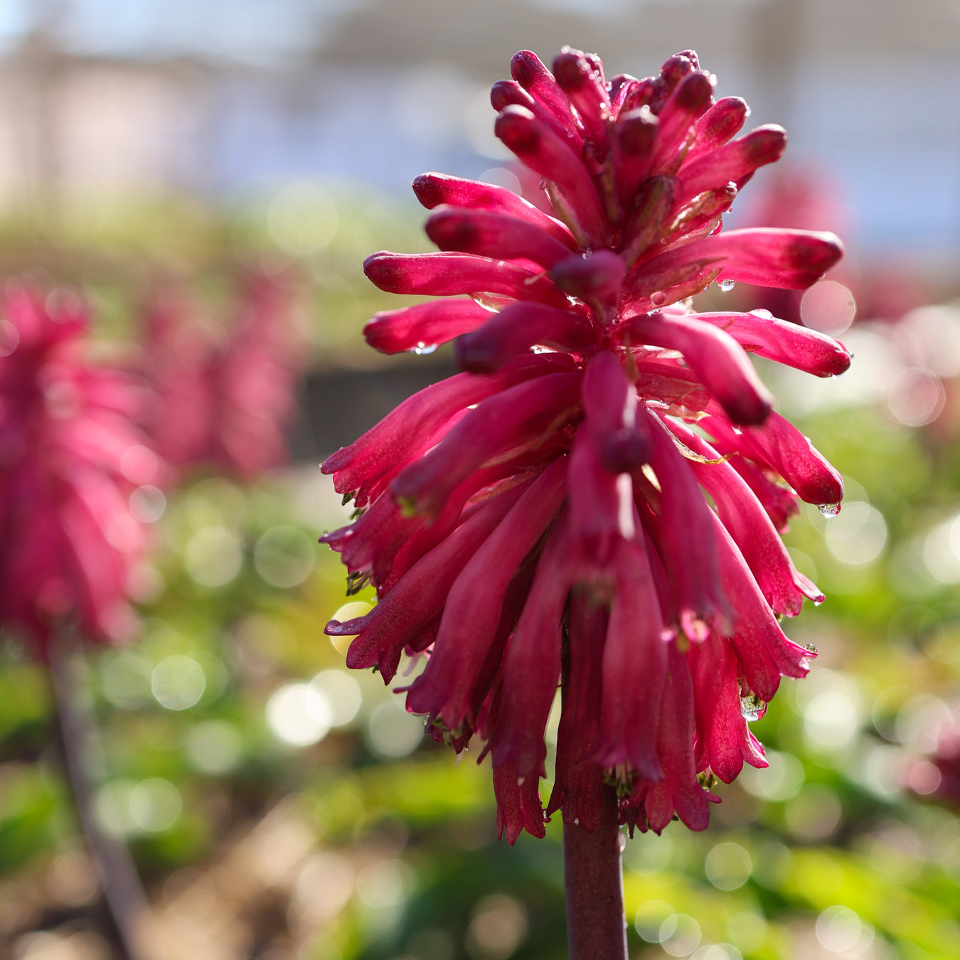 Veltheimia bracteata