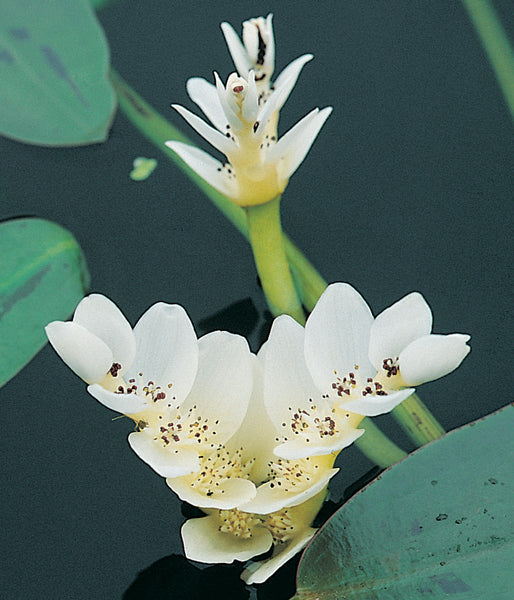 Waterblommetjies