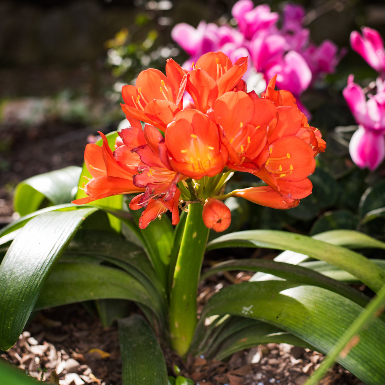 Clivia