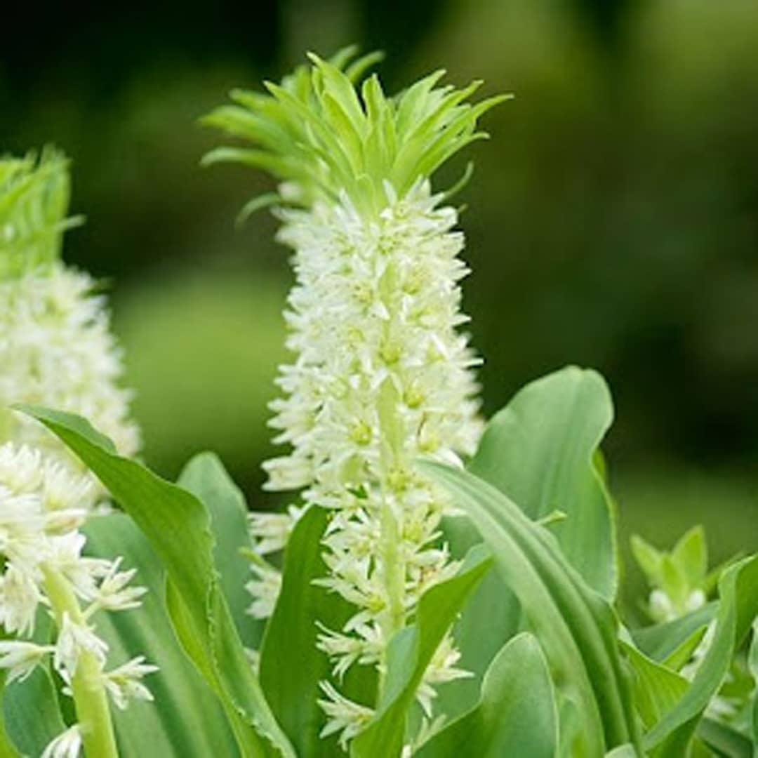 Eucomis