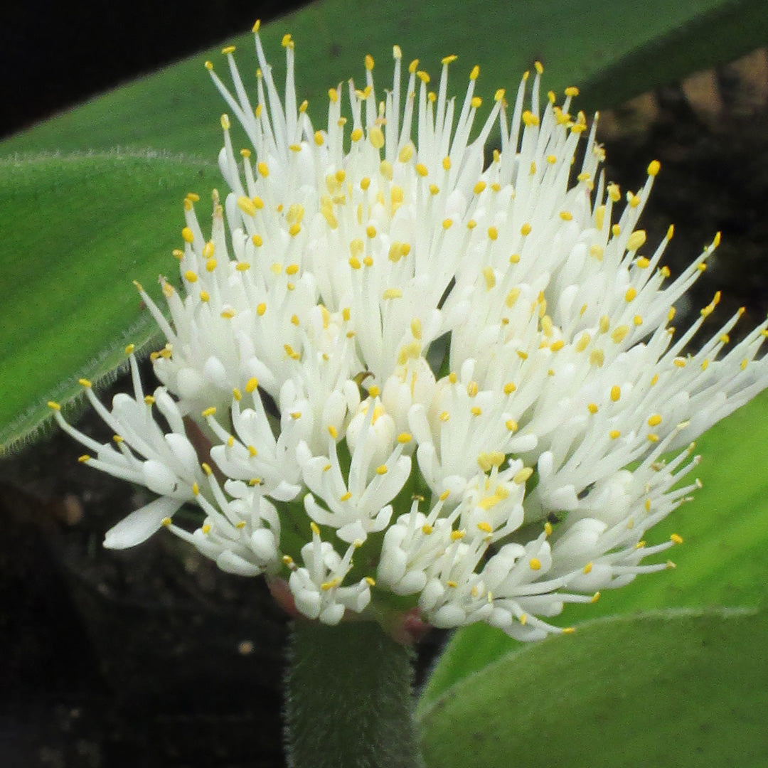 Haemanthus