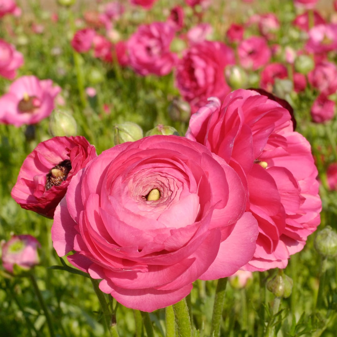 Winter Bulbs