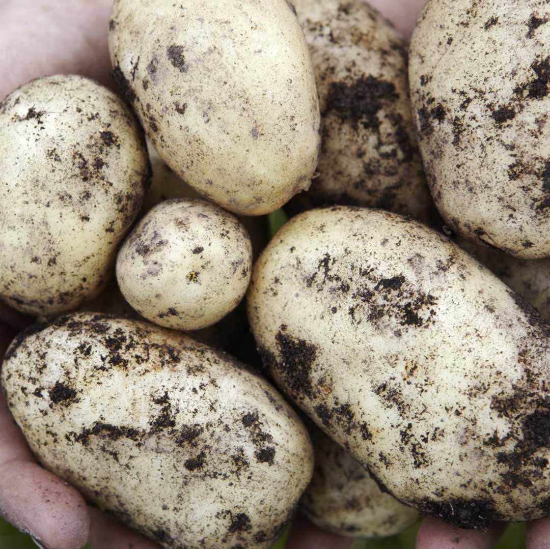 Seed Potatoes — Hadeco.co.za