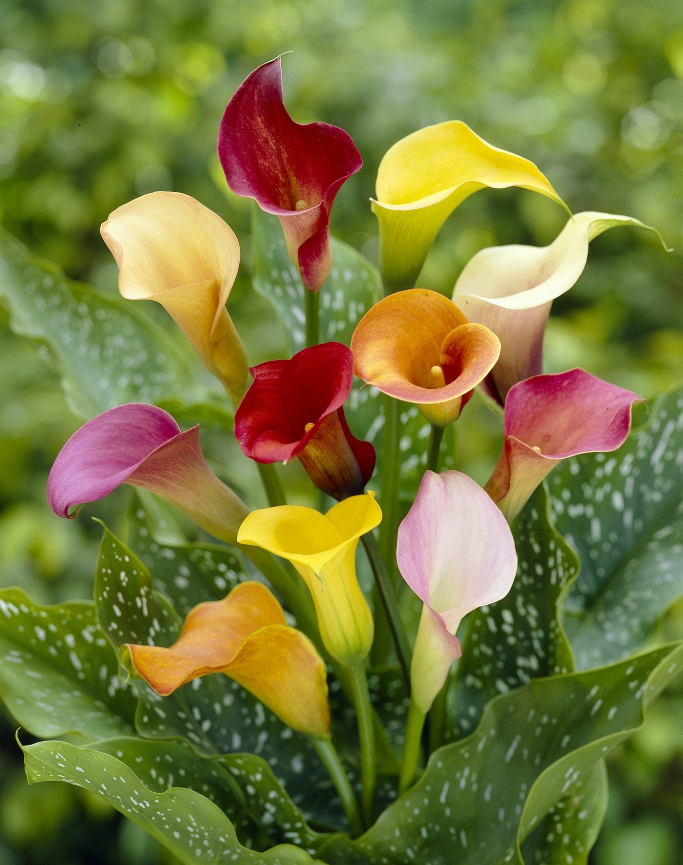 Zantedeschia