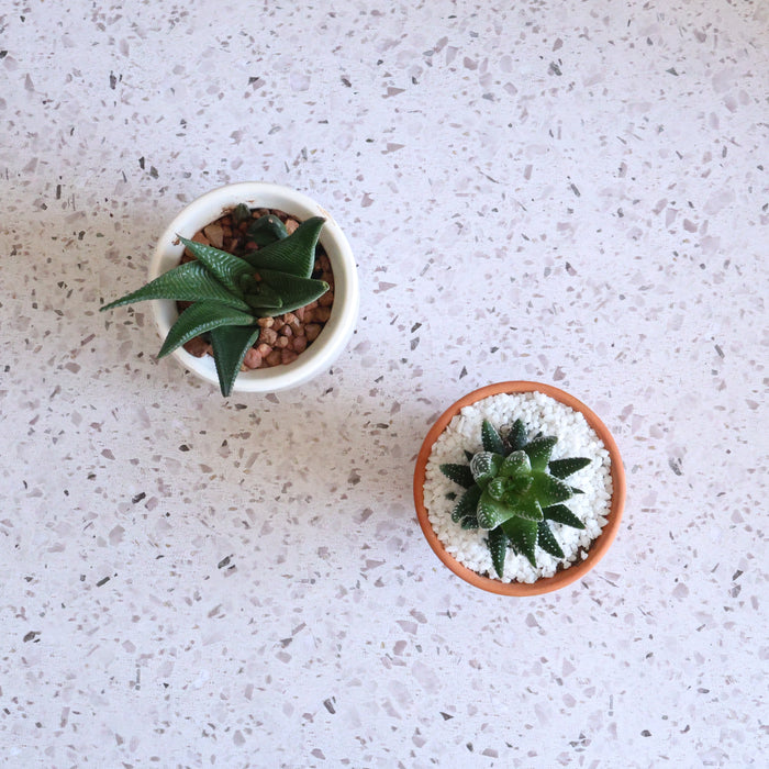 Festive Potted Succulent – Terracotta Pot - D7cm