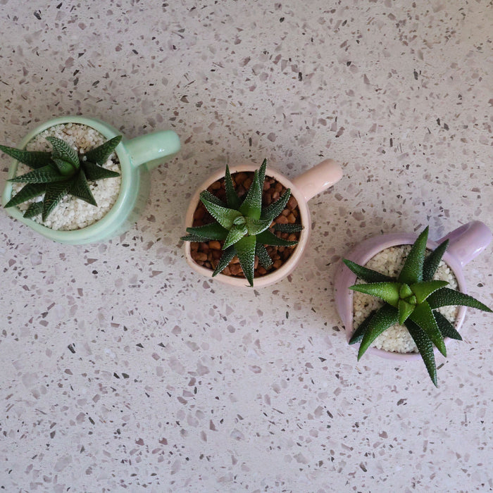 Festive Potted Succulent – Ceramic Jug (Purple, Pink & Green) - D7cm