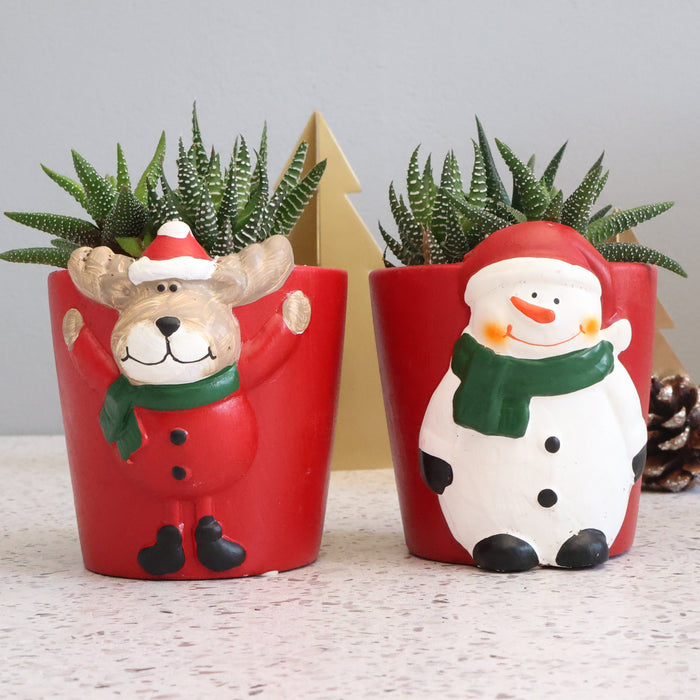 Festive Potted Succulent – Ceramic Molly & Bolly (Christmas Pots) - D7cm