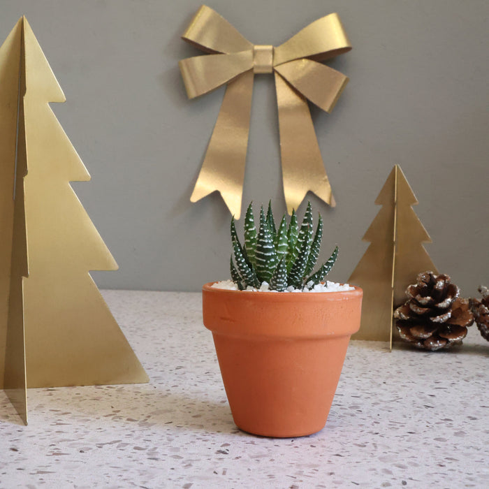 Festive Potted Succulent – Terracotta Pot - D7cm