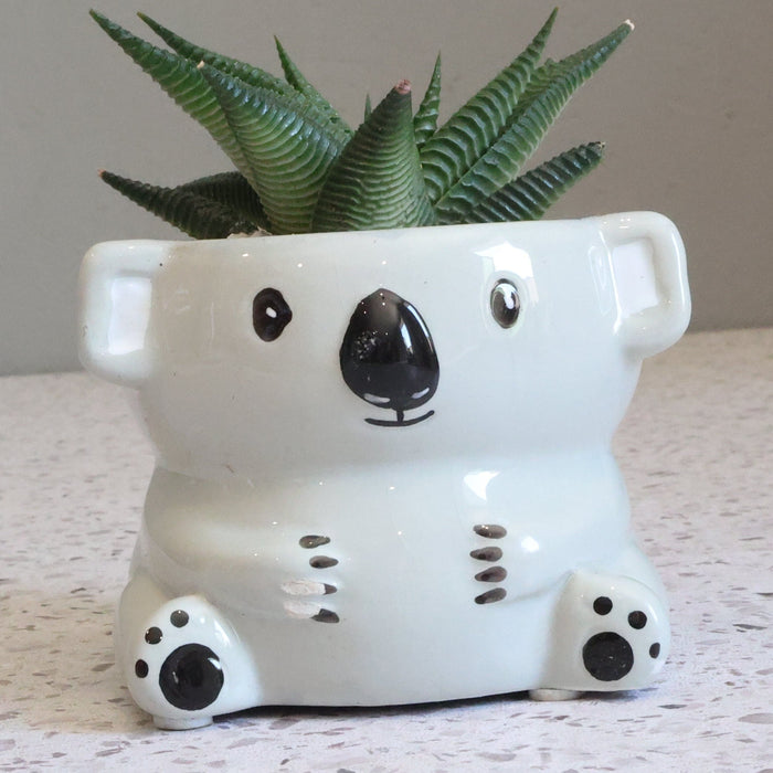 Festive Potted Succulent – Ceramic pot Koala - D7cm