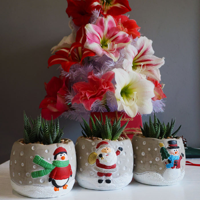 Festive Potted Succulent – Set of 3 Concrete Pots “X-mas Fun” - D9.8cm