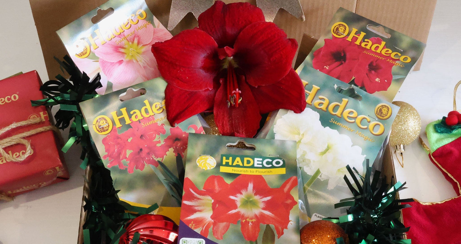 Hadeco.co.za, your blooming gardening journey starts here.
