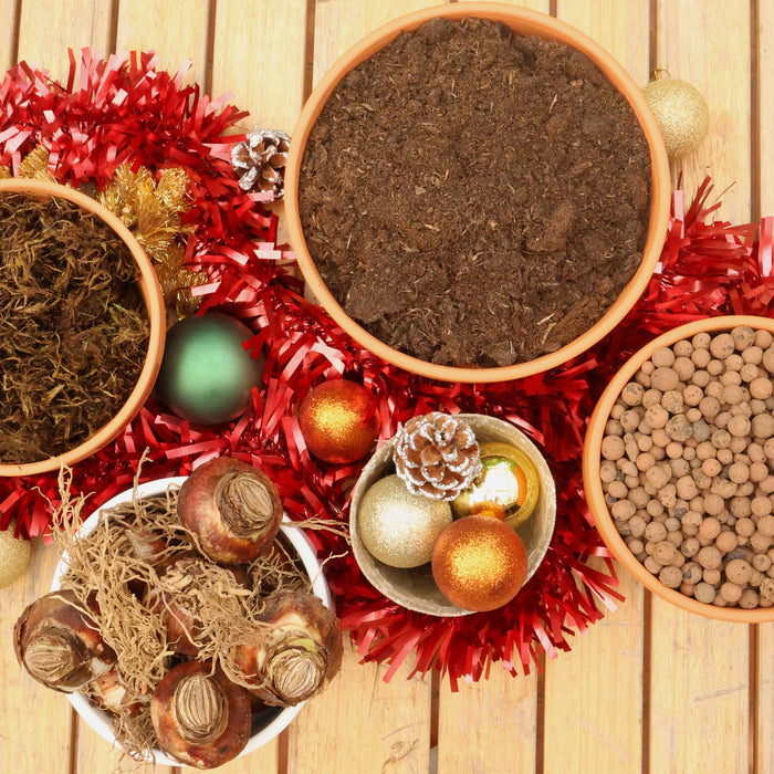 Grow Your Own Amaryllis - Terracotta Pot Gift Set