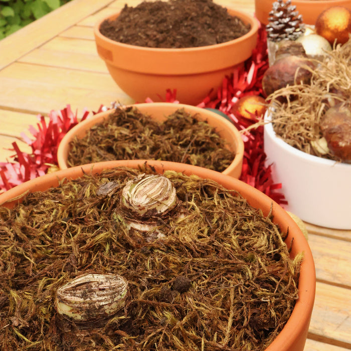 Grow Your Own Amaryllis - Terracotta Pot Gift Set
