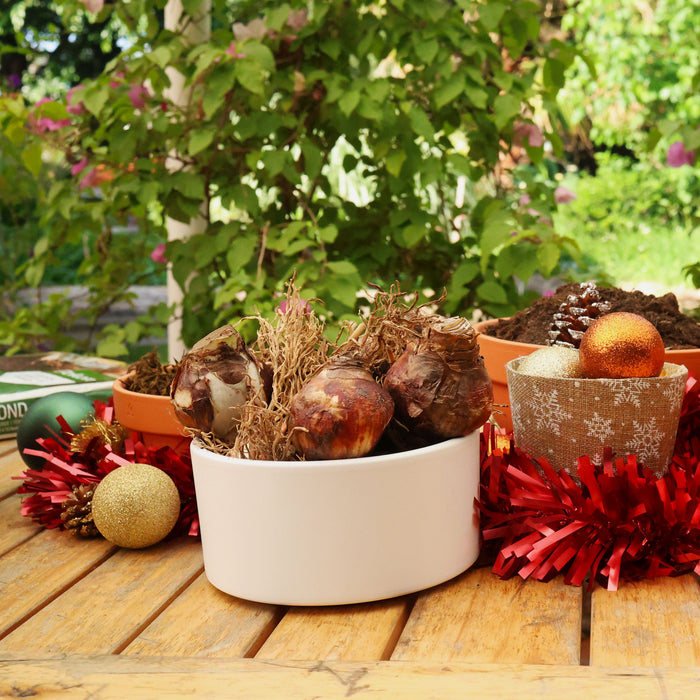 Grow Your Own Amaryllis - Terracotta Pot Gift Set