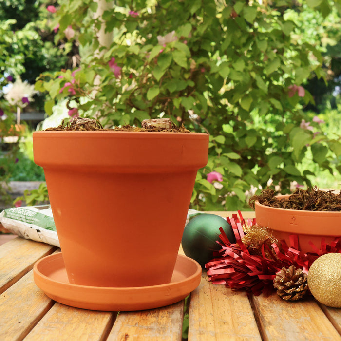 Grow Your Own Amaryllis - Terracotta Pot Gift Set