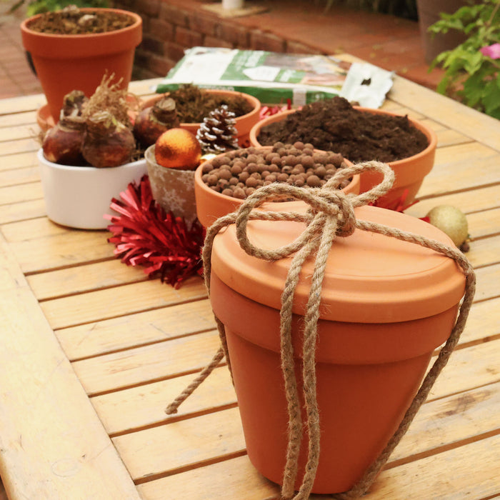 Grow Your Own Amaryllis - Terracotta Pot Gift Set