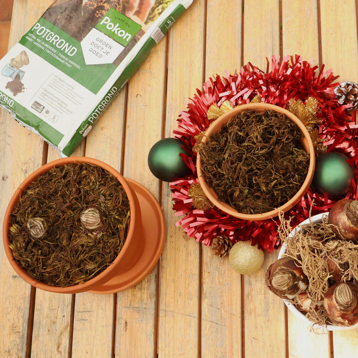 Grow Your Own Amaryllis - Terracotta Pot Gift Set