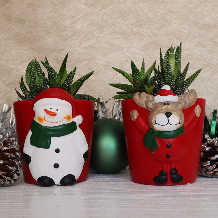 Festive Potted Succulent – Ceramic Molly & Bolly (Christmas Pots) - D7cm