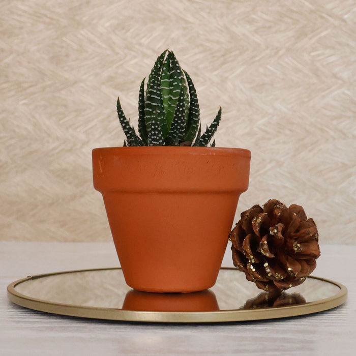 Festive Potted Succulent – Terracotta Pot - D7cm