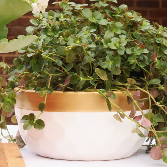 1x Ceramic Bowl Dimples - White and Gold  - 18cm