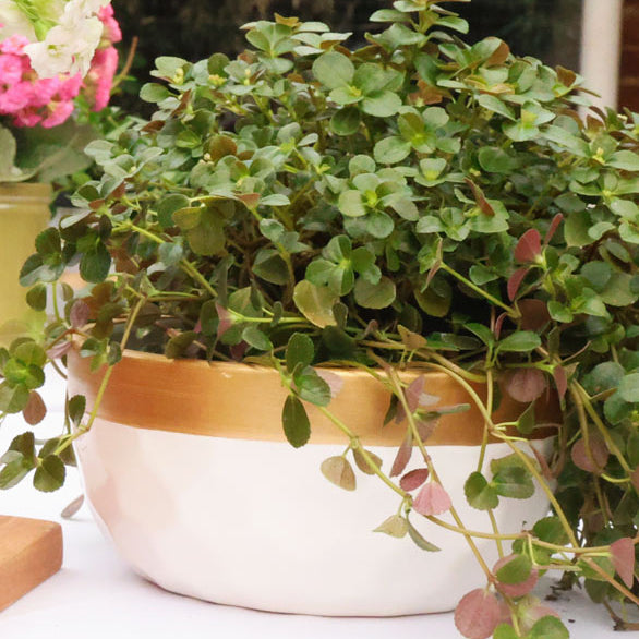 1x Ceramic Bowl Dimples - White and Gold  - 18cm