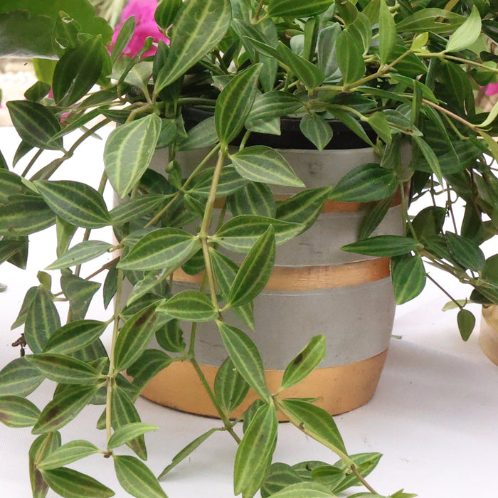 1x Concrete Pot - Gold Striped