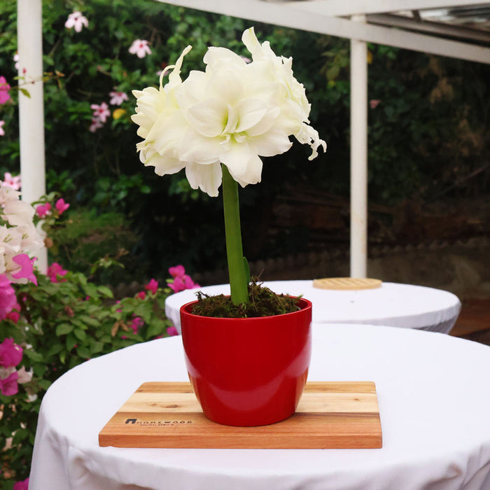 Potted amaryllis with Bulb Food