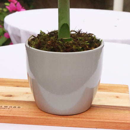 Ceramic Pot Dana - Various Colours - H13.5 x D15