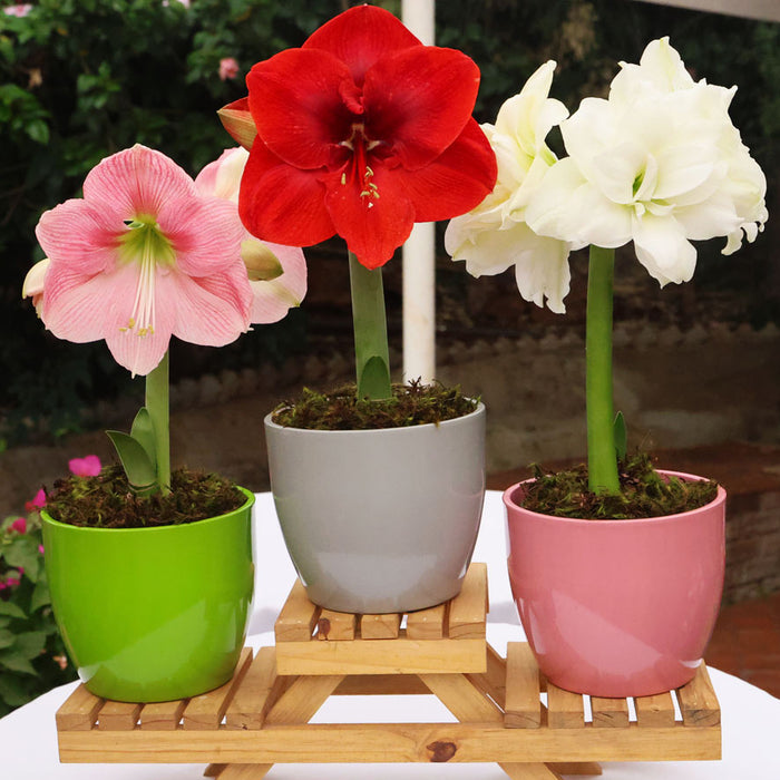 Potted Hippeastrum (amaryllis) - Choose Your Festive Colour Combo