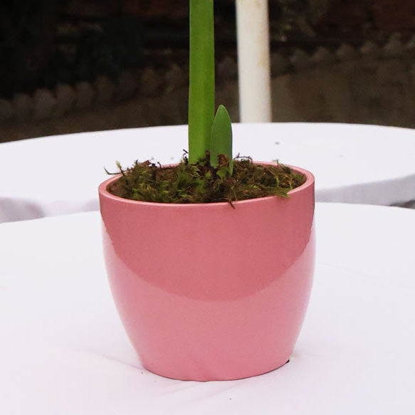 Ceramic Pot Dana - Various Colours - H13.5 x D15