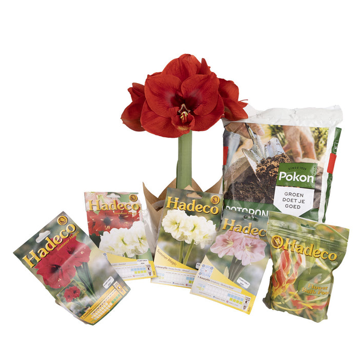 Amaryllis Mystery Box Hamper