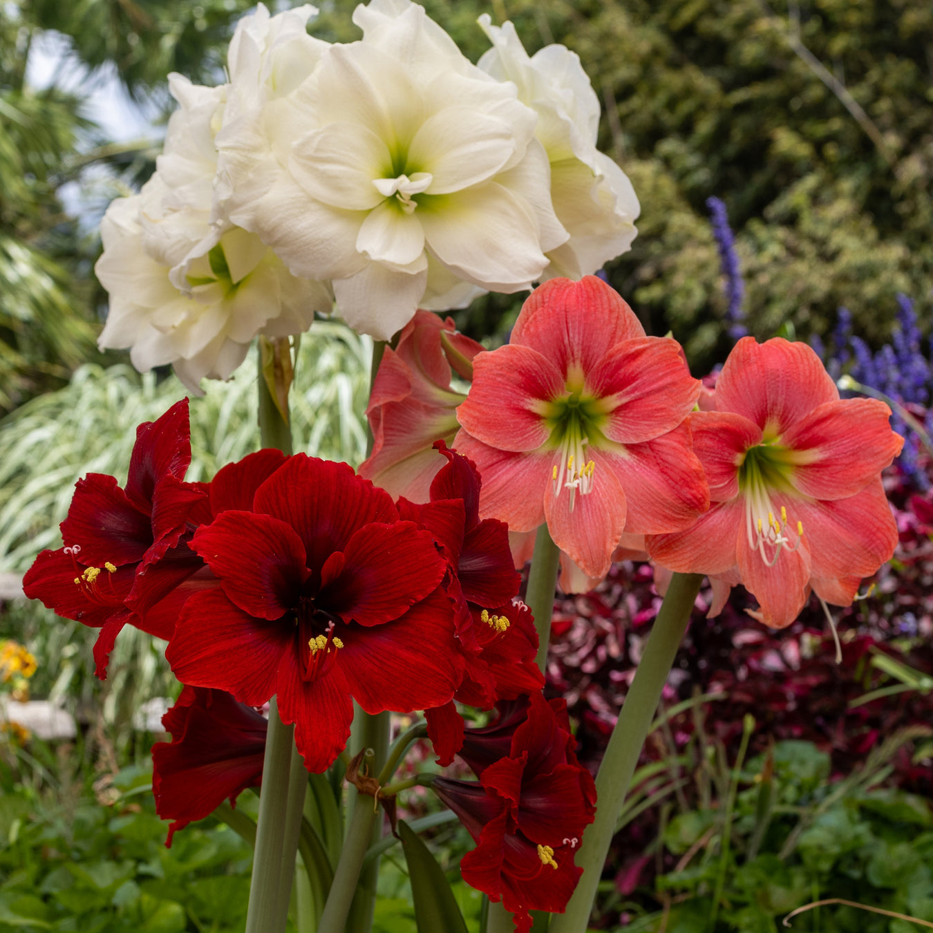 Hippeastrum / amaryllis