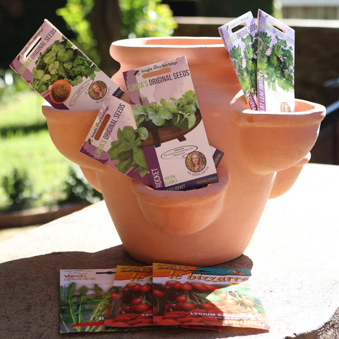 Terracotta Herb Pot and Herbs Bundle
