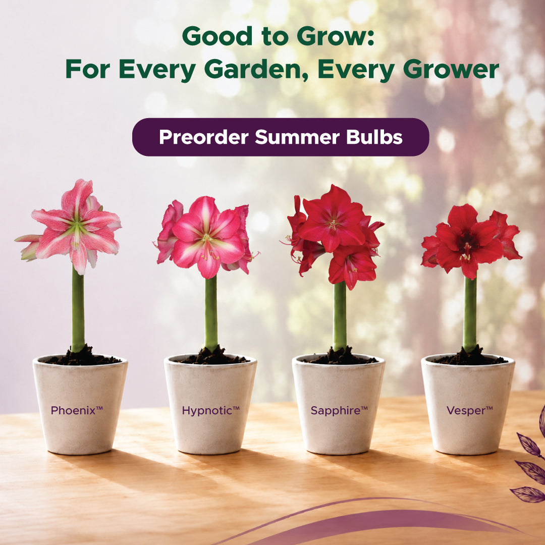 All Summer Bulbs