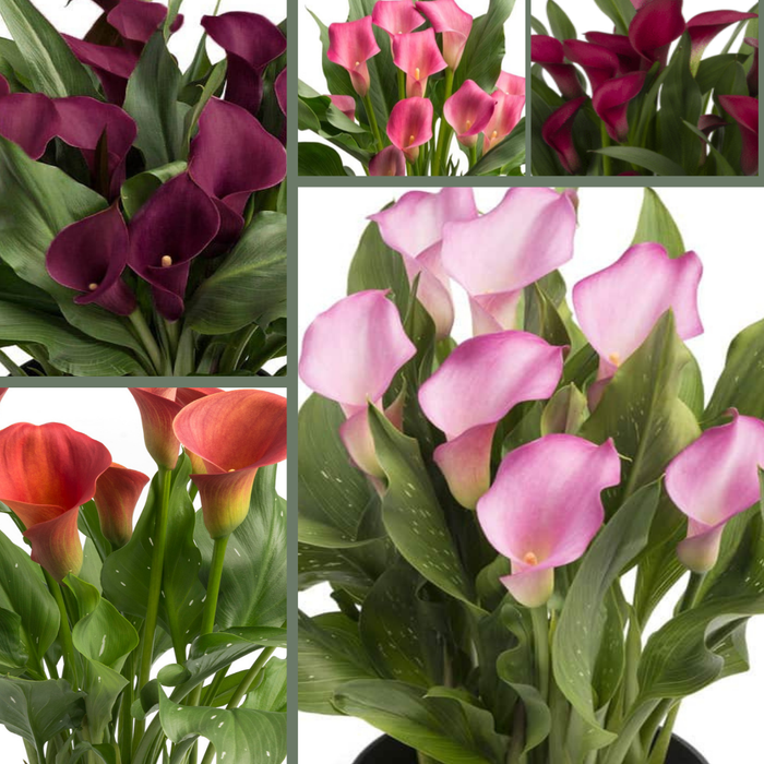 Zantedeschia Festive Five Box