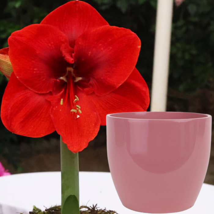 Potted Hippeastrum (amaryllis) - Choose Your Festive Colour Combo