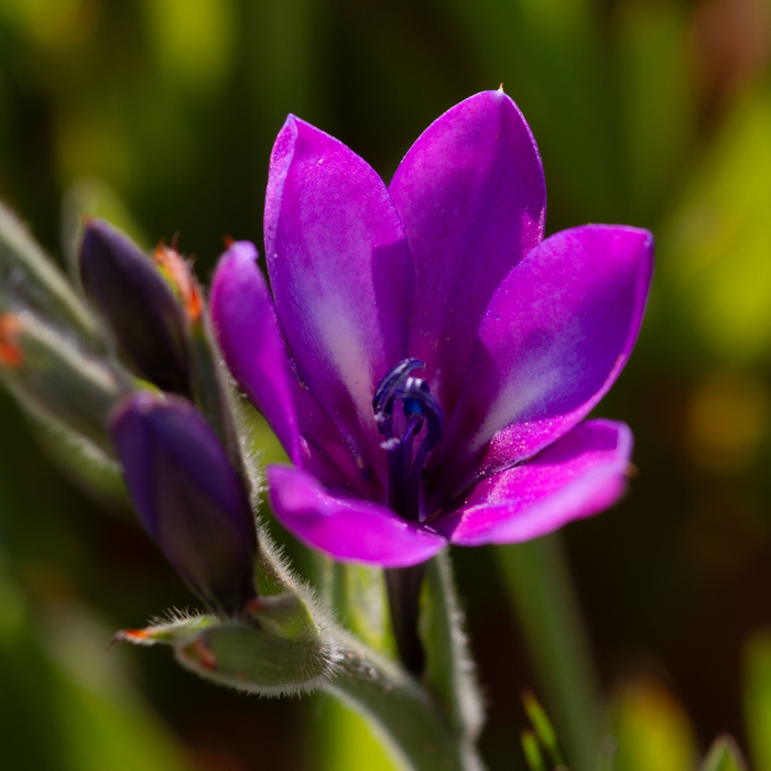 Babiana - Mixed - 25 bulbs p-pack