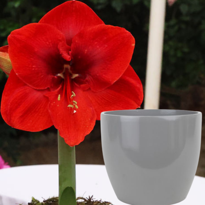 Potted Hippeastrum (amaryllis) - Choose Your Festive Colour Combo