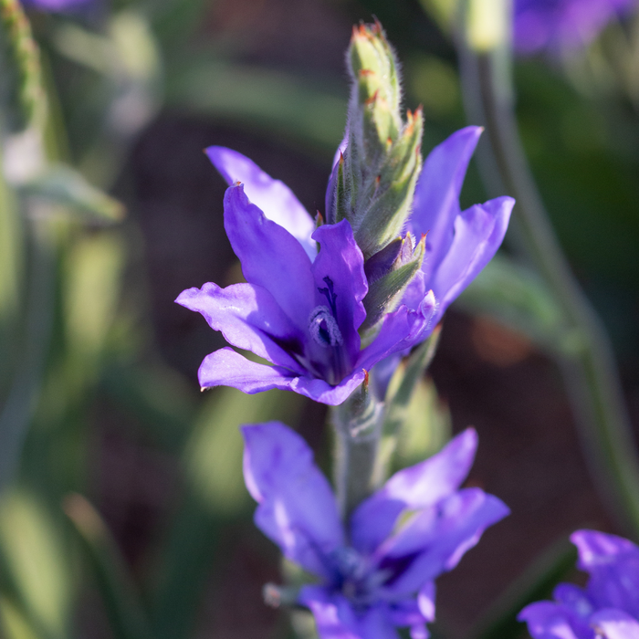 Babiana - Mixed - 25 bulbs p-pack