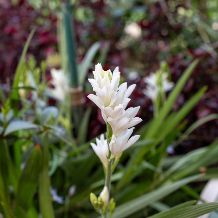 Babiana - Mixed - 25 bulbs p-pack