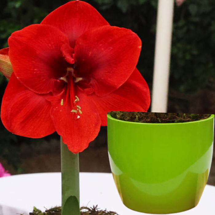 Potted Hippeastrum (amaryllis) - Choose Your Festive Colour Combo